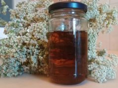 Најздравите капки што постојат во светот…Лесна изработка на тинктура од ајдучка трева