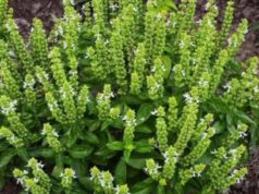 Цветовите од босилекот можат да бидат исклучително корисни – 6 начини како да ги искористите