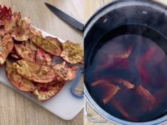 Сварете кора од калинка…Подобра дури и од плодот