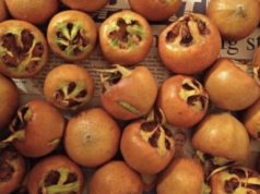 Дали знаете кое е ова овошје? Го чува мозокот, помага при анемија, го јакне имунитетот!