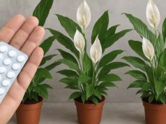 Едно апче е доволно за милион цветови…Овие 3 тајни ретко кој ќе ви каже