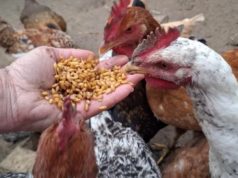 Не престанаа да несат јајца цела зима! Таен рецепт за здрави кокошки и преку најстудените денови…