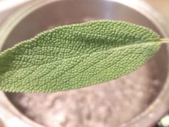 „Зошто би умрел човек, кому жалфија му расте во градината?“