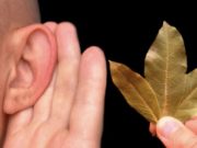 Зуењето во уши престанува…Стар заборавен рецепт за превенција и подобрување на слухот