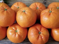 Чисти бубрези, црн дроб и бели дробови…„Сите бактериии летаат надвор од телото..“