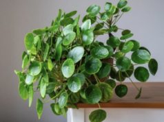 Билка што носи пари, се размножува сама и бара минимална нега: Се полева еднаш неделно, а сите ја обожаваат