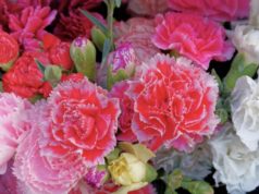 Овој цвет не се подарува за 8 Март: Во многу култури се верува дека носи несреќа