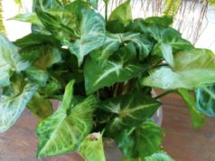 Билки што можат да го нарушат сонот и мирот во домот: Експертите велат – не се добри за спална соба