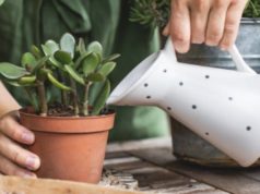 Дајте ѝ само една таблета на красулата и може да порасне до 200%: Трик што оживува и закржлавени растенија