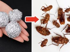 Едноставен трик со алуминиумска фолија што помага да се намалат бубашвабите во домот