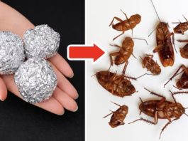 Едноставен трик со алуминиумска фолија што помага да се намалат бубашвабите во домот