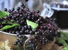 Зошто бозелот се смета за една од највредните лековити билки во Европа?