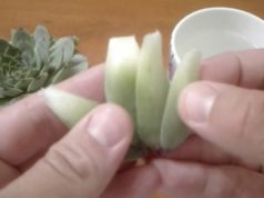 Чај од чуваркуќа за желудник: традиционален рецепт што се користи со генерации