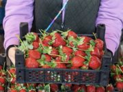 Дали знаете кое овошје и зеленчук содржи најмногу пестициди во 2026? (Листата ќе ве изненади)