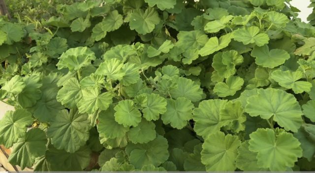 Pelargonium graveolens, сардела