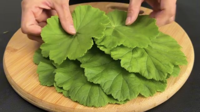 Pelargonium graveolens, сардела