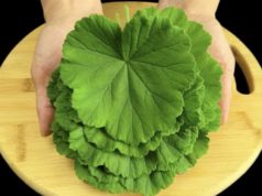 Оваа билка е вистинско богатство за кожата: природен ефект за свеж изглед и сјај Pelargonium graveolens, сардела