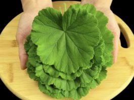 Pelargonium graveolens, сардела