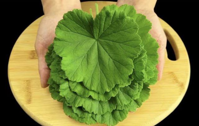 Pelargonium graveolens, сардела