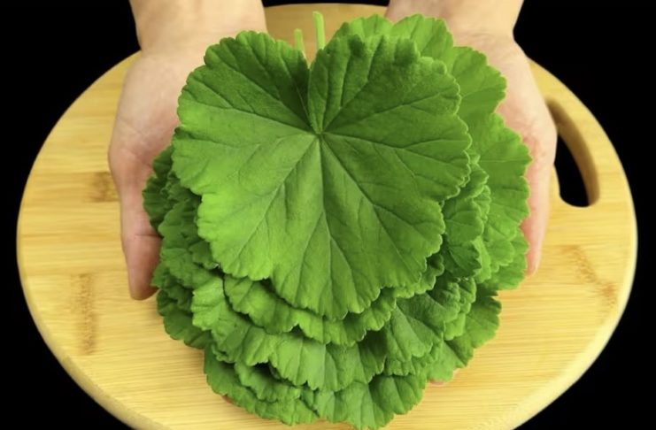 Pelargonium graveolens, сардела