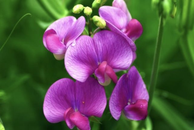 сладок грашок