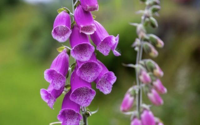 напрсток цвеќе