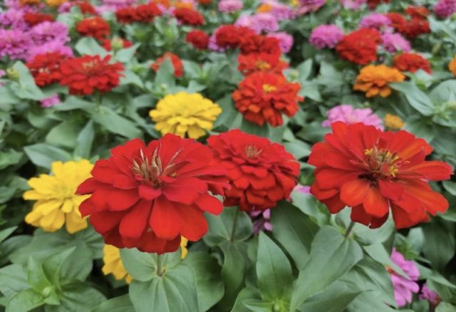 цинија цвеќе