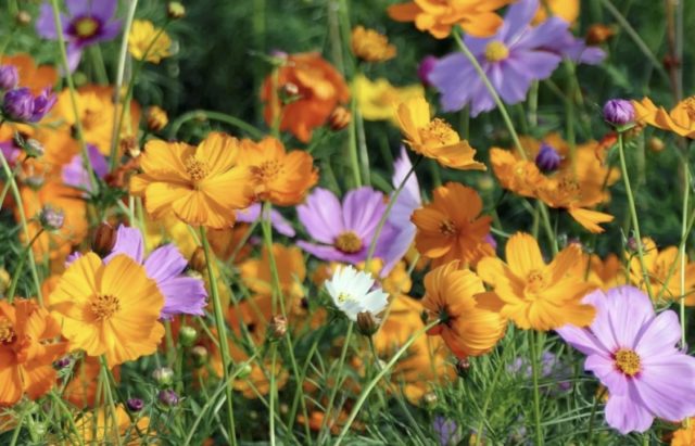 Космос цвеќе