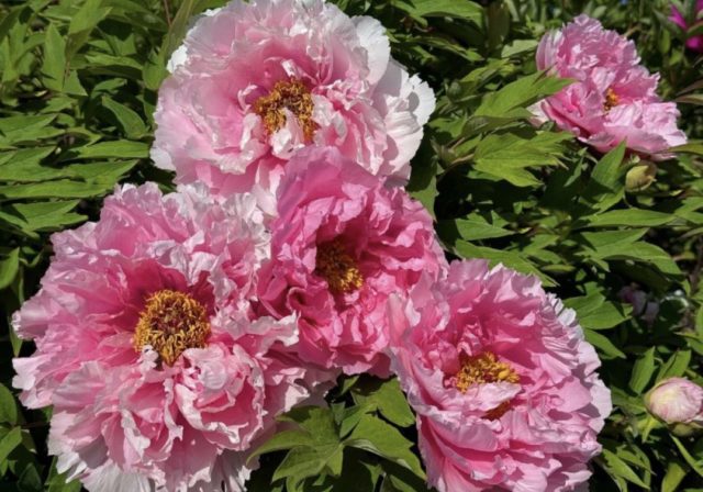 божур цвеќе