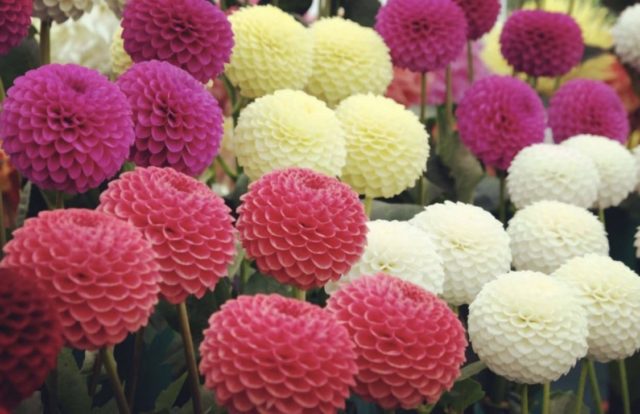 далија цвеќе