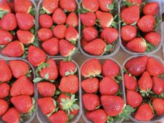 Јагодите се полни со витамини, но кај овие луѓе можат да предизвикаат проблеми јагоди