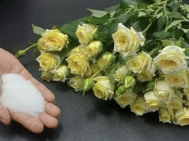 цвеќе, рози, ружи