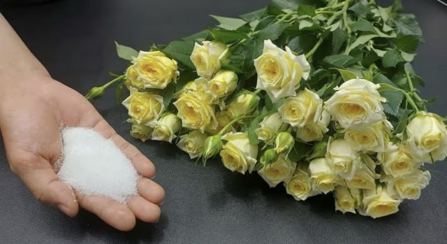 цвеќе, рози, ружи