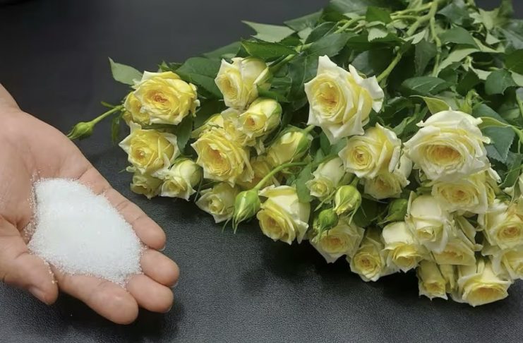 цвеќе, рози, ружи