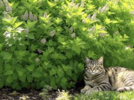 Мачка лежи покрај буен жбун од мачја метвица (Nepeta cataria) во градина која природно одбија комарци.